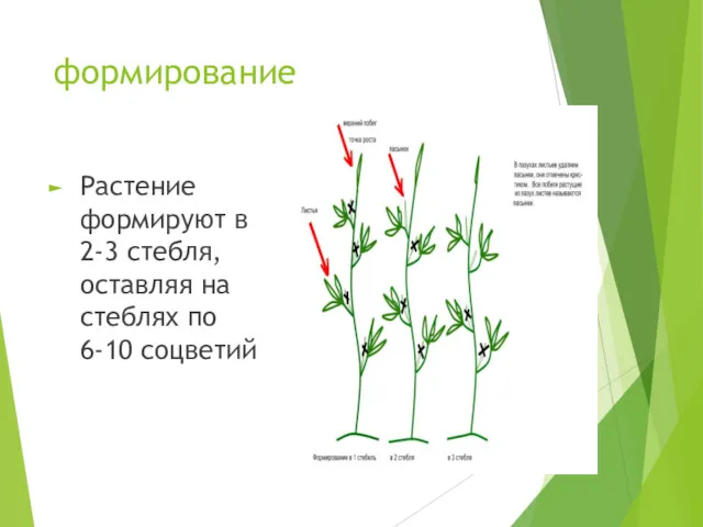 формирование Растение формируют в 2-3 стебля, оставляя на стеблях по 6-10 соцветий