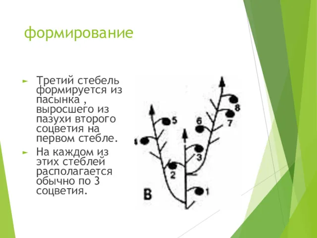 формирование Третий стебель формируется из пасынка ,выросшего из пазухи второго