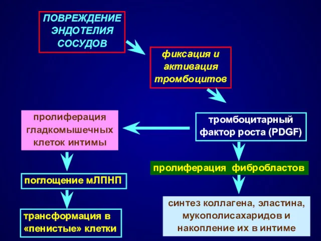 тромбоцитарный фактор роста (PDGF) пролиферация фибробластов синтез коллагена, эластина, мукополисахаридов