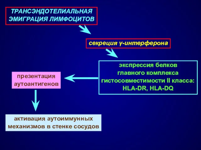 экспрессия белков главного комплекса гистосовместимости II класса: HLA-DR, HLA-DQ активация