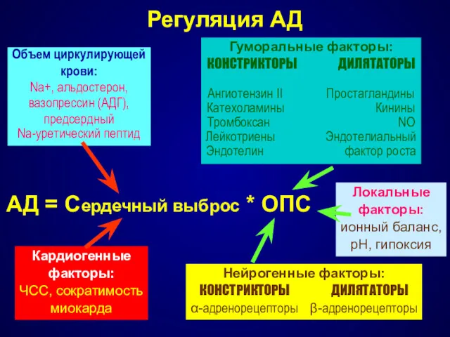 Регуляция АД АД = Сердечный выброс * ОПС