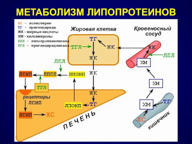 МЕТАБОЛИЗМ ЛИПОПРОТЕИНОВ ХС - холестерин ТГ - триглицериды ЖК -