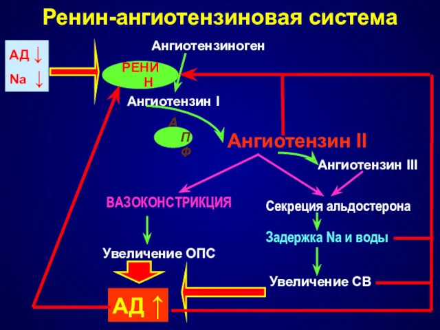 Ренин-ангиотензиновая система АД ↓ Na ↓ Ангиотензиноген Ангиотензин I Ангиотензин
