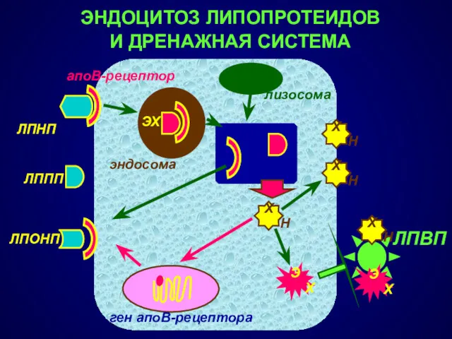 апоВ-рецептор эндосома лизосома ген апоВ-рецептора ХН ЛПВП ЭНДОЦИТОЗ ЛИПОПРОТЕИДОВ И ДРЕНАЖНАЯ СИСТЕМА