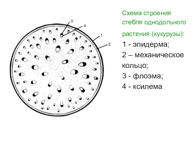 Схема строения стебля однодольного растения (кукурузы): 1 - эпидерма; 2