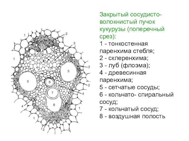 Закрытый сосудисто- волокнистый пучок кукурузы (поперечный срез): 1 - тонкостенная