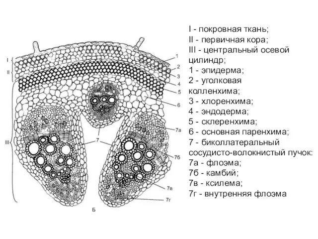 I - покровная ткань; II - первичная кора; III -