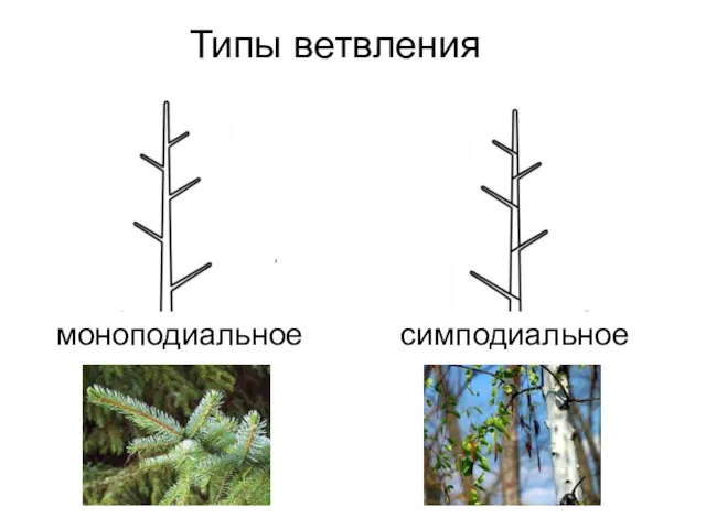 Типы ветвления моноподиальное симподиальное