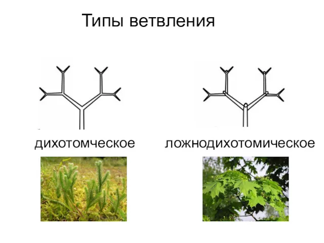 Типы ветвления дихотомческое ложнодихотомическое