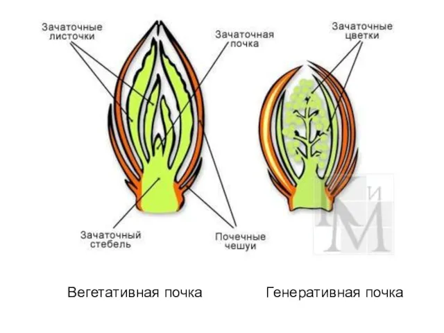 Вегетативная почка Генеративная почка