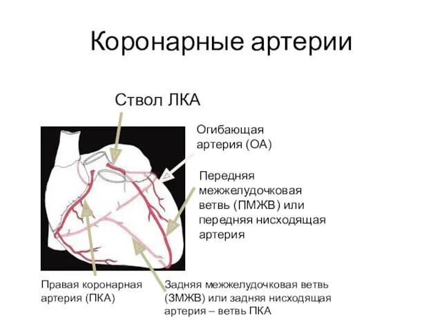 Коронарные артерии Ствол ЛКА Огибающая артерия (ОА) Передняя межжелудочковая ветвь