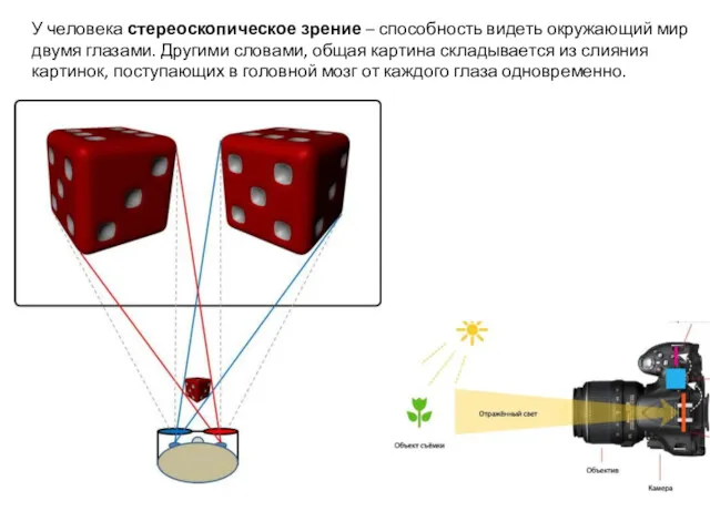У человека стереоскопическое зрение – способность видеть окружающий мир двумя