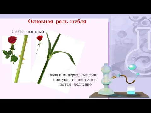 Стебель плотный Основная роль стебля вода и минеральные соли поступают к листьям и цветам медленно