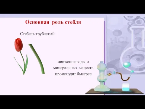 Основная роль стебля Стебель трубчатый движение воды и минеральных веществ происходит быстрее