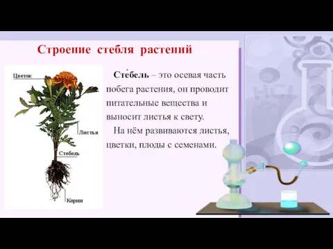 Сте́бель – это осевая часть побега растения, он проводит питательные