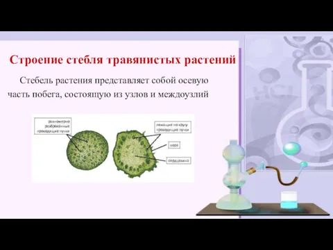 Строение стебля травянистых растений Стебель растения представляет собой осевую часть побега, состоящую из узлов и междоузлий