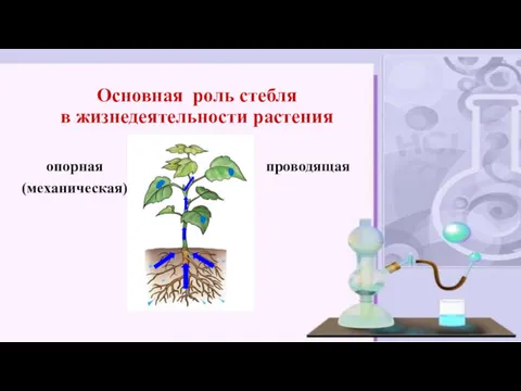 Основная роль стебля в жизнедеятельности растения опорная (механическая) проводящая
