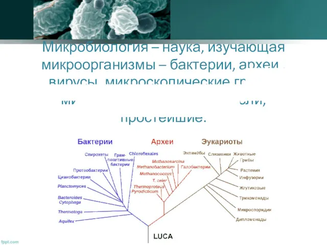 Микробиология – наука, изучающая микроорганизмы – бактерии, археи , вирусы, микроскопические грибы, микроскопические водоросли, простейшие.