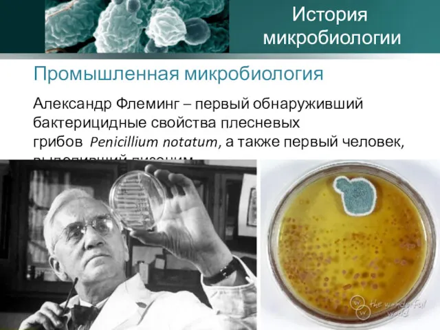 Промышленная микробиология Александр Флеминг – первый обнаруживший бактерицидные свойства плесневых грибов Penicillium notatum,