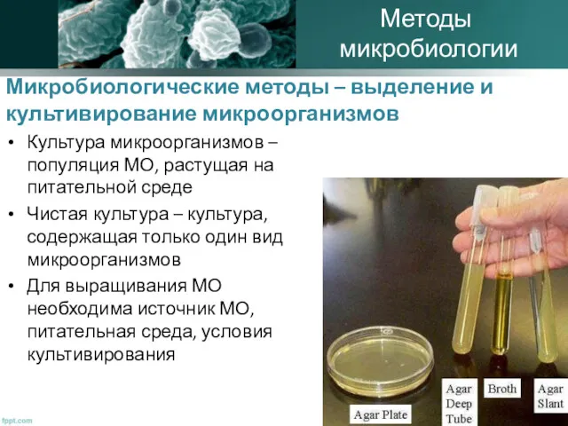 Микробиологические методы – выделение и культивирование микроорганизмов Культура микроорганизмов – популяция МО, растущая