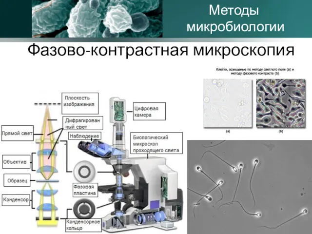 Фазово-контрастная микроскопия Методы микробиологии