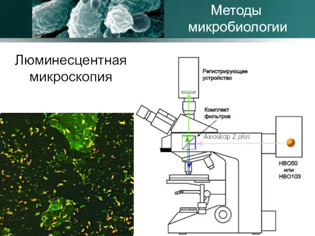 Люминесцентная микроскопия Методы микробиологии