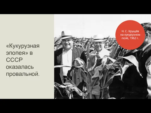 «Кукурузная эпопея» в СССР оказалась провальной. Н. С. Хрущёв на кукурузном поле, 1962 г.