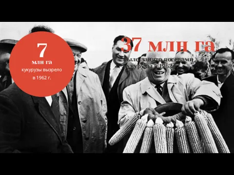 37 млн га было занято посевами кукурузы в 1962 г.