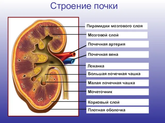 Строение почки