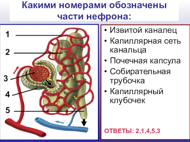 Извитой каналец Капиллярная сеть канальца Почечная капсула Собирательная трубочка Капиллярный