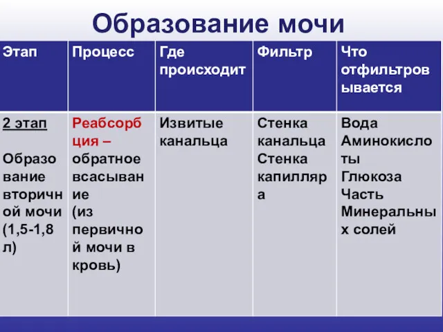 Образование мочи