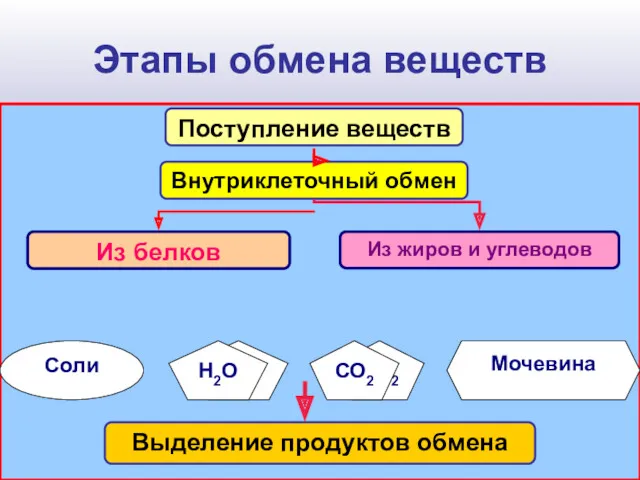 Этапы обмена веществ Н2О СО2 Мочевина Соли Поступление веществ Н2О СО2