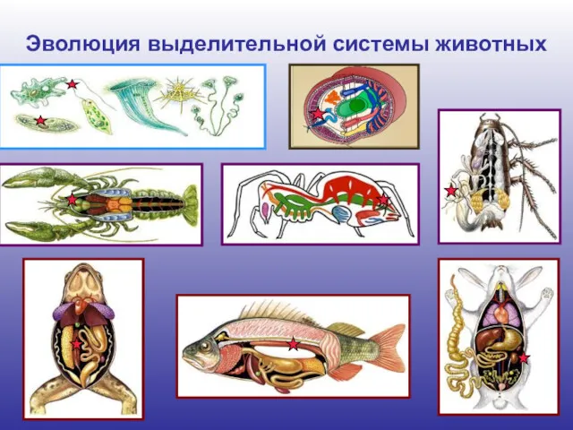 Эволюция выделительной системы животных