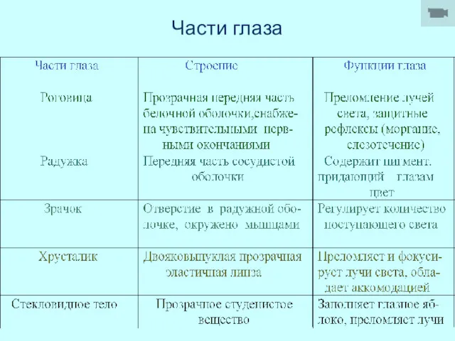 Части глаза