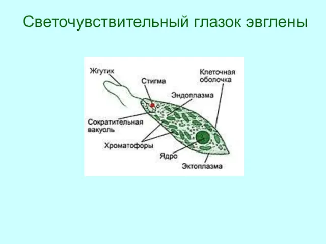 Светочувствительный глазок эвглены