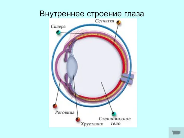 Внутреннее строение глаза