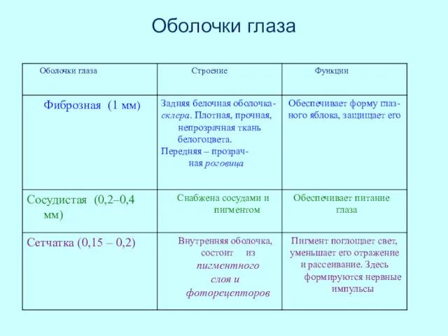 Оболочки глаза