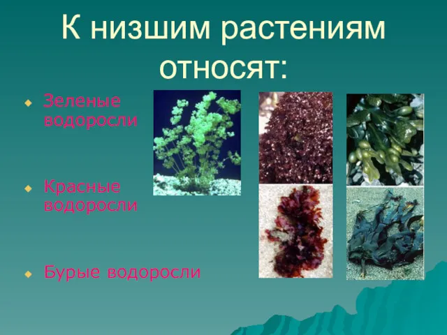 К низшим растениям относят: Зеленые водоросли Красные водоросли Бурые водоросли