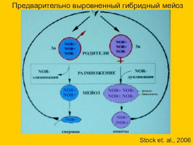 Предварительно выровненный гибридный мейоз Stock et. al., 2006