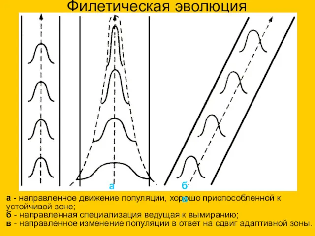 Филетическая эволюция а - направленное движение популяции, хорошо приспособленной к