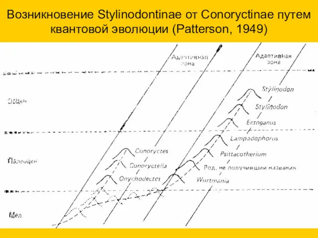 Возникновение Stylinodontinae от Conoryctinae путем квантовой эволюции (Patterson, 1949)