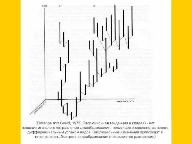 (Eldredge and Gould, 1972) Эволюционная тенденция в кладе В - нет предпочтительного направления