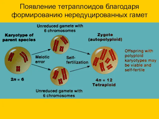 Появление тетраплоидов благодаря формированию нередуцированных гамет