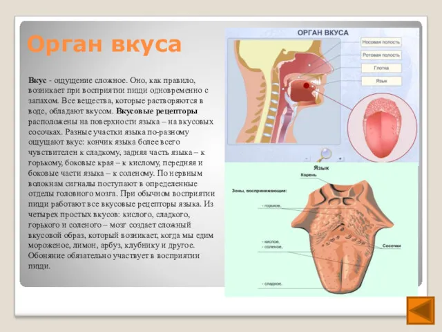 Орган вкуса Вкус - ощущение сложное. Оно, как правило, возникает