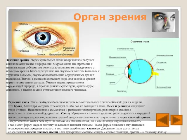 Орган зрения Значение зрения. Через зрительный анализатор человек получает основное