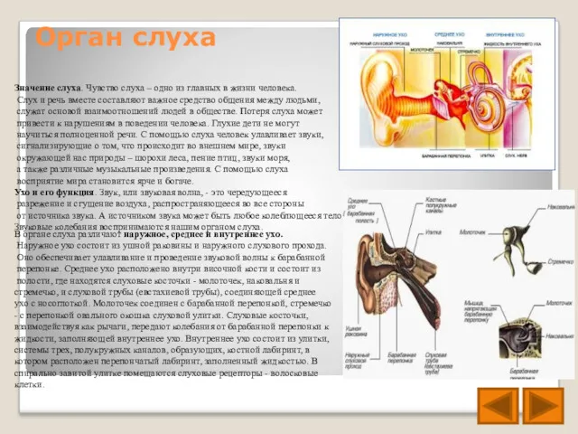 Орган слуха В органе слуха различают наружное, среднее и внутреннее