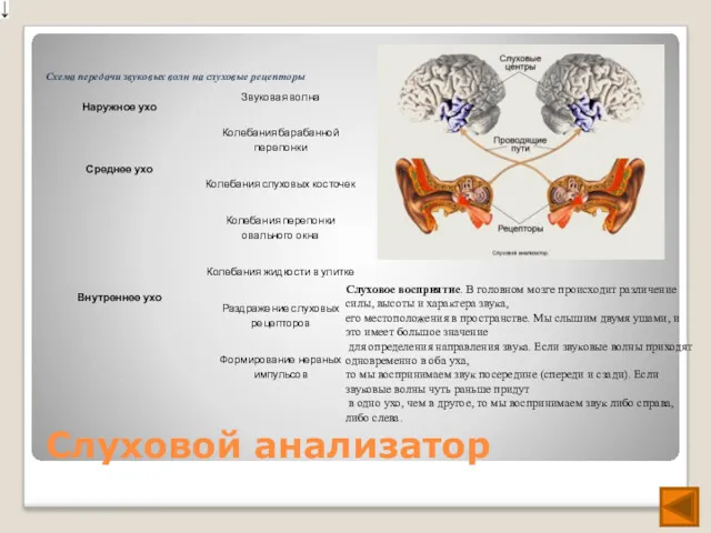 Слуховой анализатор Слуховое восприятие. В головном мозге происходит различение силы,