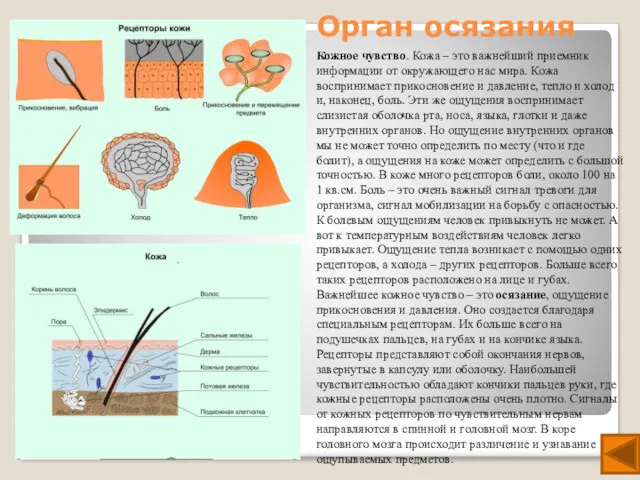 Орган осязания Кожное чувство. Кожа – это важнейший приемник информации