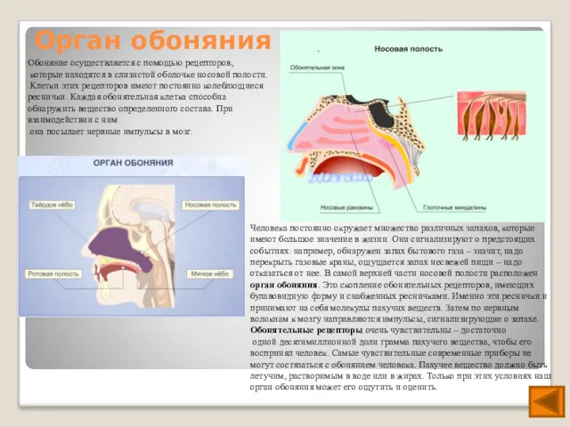 Орган обоняния Обоняние осуществляется с помощью рецепторов, которые находятся в