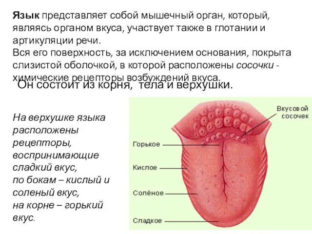 Язык представляет собой мышечный орган, который, являясь органом вкуса, участвует